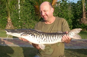 Mark Champion, tiger shovelnose catfish, Gillhams Fishing Resorts Thailand