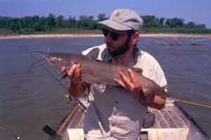 Channel Catfish Kansas River