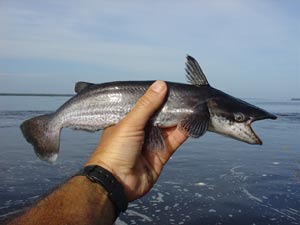 Gulper cat - Richard Lopez's hand! Rio Negro Brazil