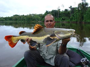 Red Tailed Catfish, Rio Negro Brazil