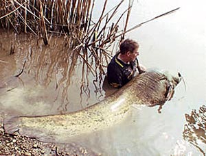 Guenther Schwierzy 228lb 6oz, River Mincio - Official IGFA World All Tackle Record