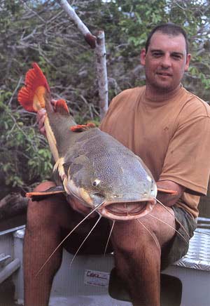 Red tailed catfish, Brazil