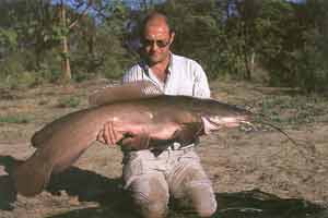 Vundu catfish Zambezi River Zimbabwe
