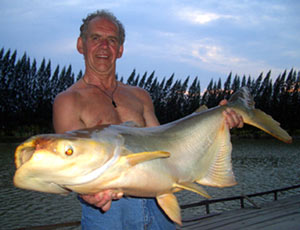 Pangassius catfish, Bung San Lam, Thailand